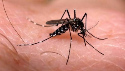 Verão impõe cuidados para evitar epidemia de doenças transmitidas pelo Aedes aegypti