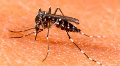 Nova vacina contra a dengue reduz em 95% os casos graves da doença